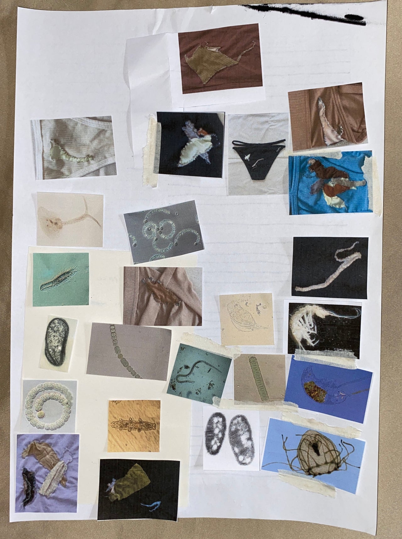 N°28 -  Imitating Organisms